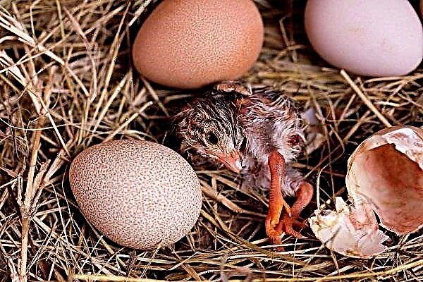 Proper incubation of guinea fowl eggs: tips