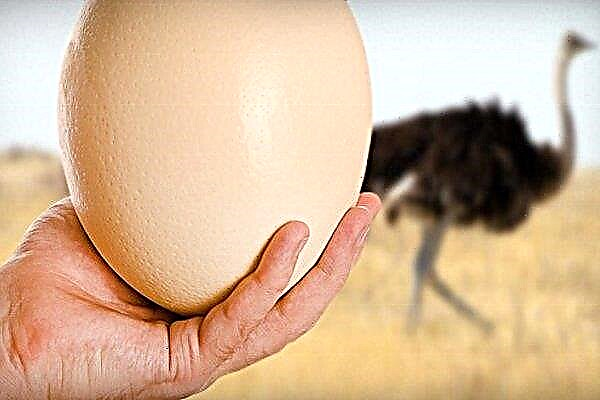 How to collect and store ostrich eggs?