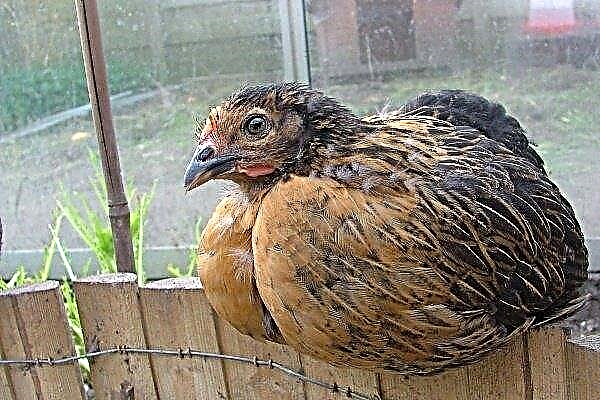 Super Harco Chicken Breed: características de cuidado, cría y cría
