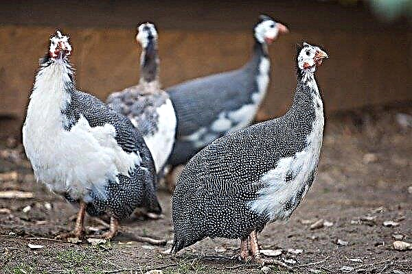 Reglas para el cuidado y mantenimiento de las gallinas de Guinea