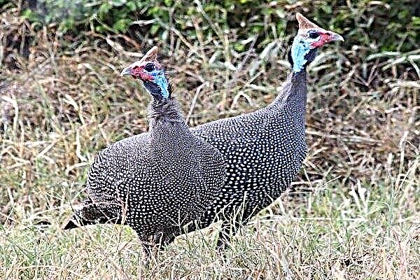 Features of breeding guinea fowls: tips for beginning farmers