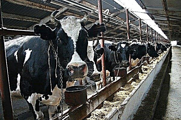 How and what to feed dairy cows: norms, diet, feeding systems