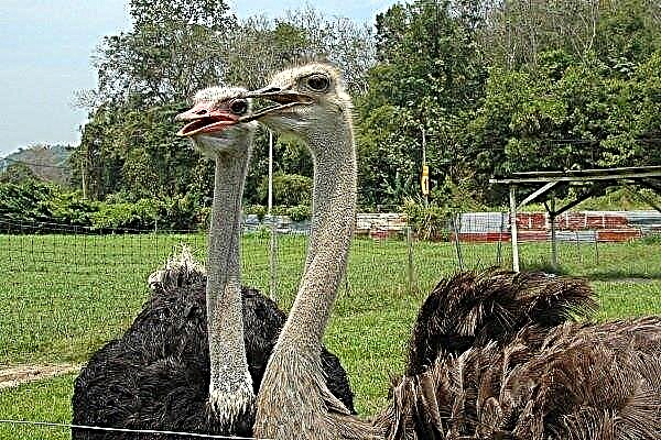 Todo sobre la cría de avestruces: reglas, beneficios, costos y productividad