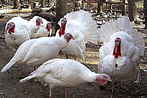 Rules for breeding and keeping turkeys at home