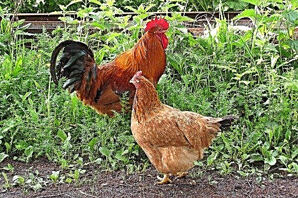 الدجاج و الديك الحياة سبان