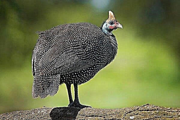 Overview of popular breeds and species of guinea fowl