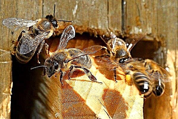 Burzyansk (Bashkir) -helmi mehiläinen: ominaisuudet ja tuottavuus