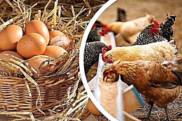 Egg production and vitamins: is there a relationship and which vitamins should be given to chickens?