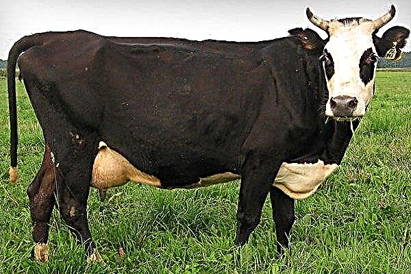 Cow of the Yaroslavl breed: features of appearance, content and breeding