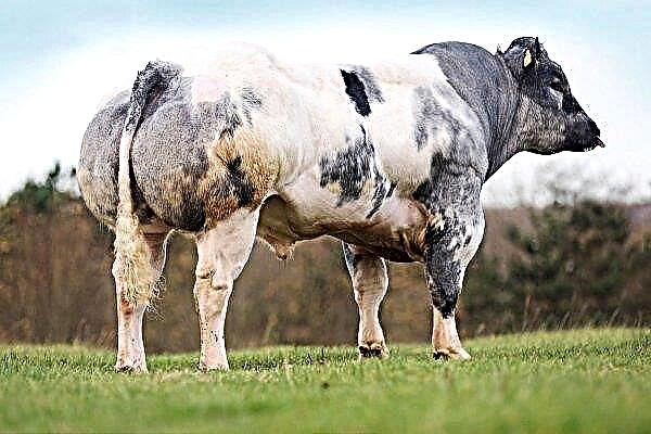 سلالة البقر - الأزرق البلجيكي: الميزات والعناية والإنتاجية