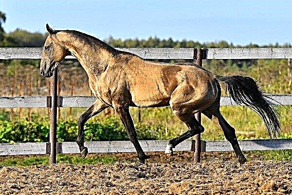 Traje de caballos Bulan: características y características