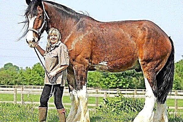 TOP 8 largest breeds of horses