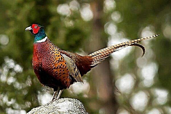 Overview of pheasant breeds: their features and productive qualities