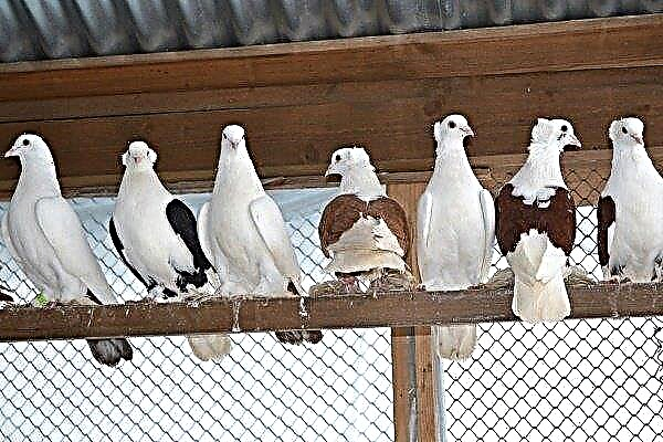 Pigeons enquêteurs: règles de soin, d'entretien et d'élevage
