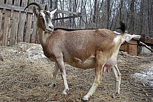 Alpine Goat Breed: Caractéristiques de soin et d'élevage