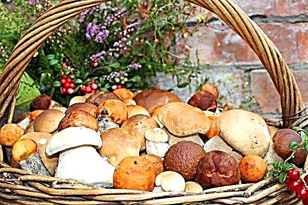 List of edible mushrooms of Ukraine and their place of growth