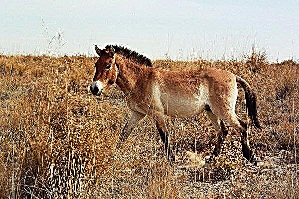 Ποιος είναι το άλογο του Przewalski: ιστορία, τρόπος ζωής και ενδιαφέροντα γεγονότα