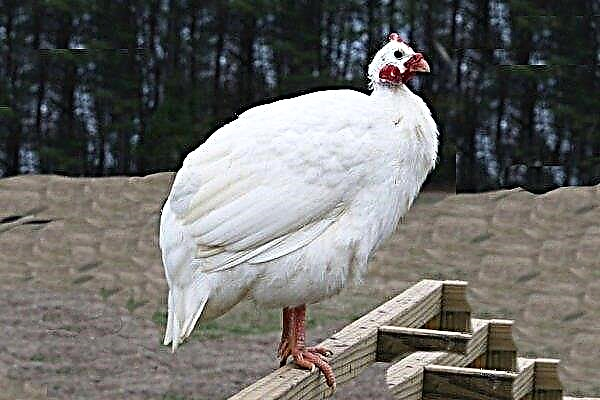 Siberian white is an attractive breed of guinea fowl