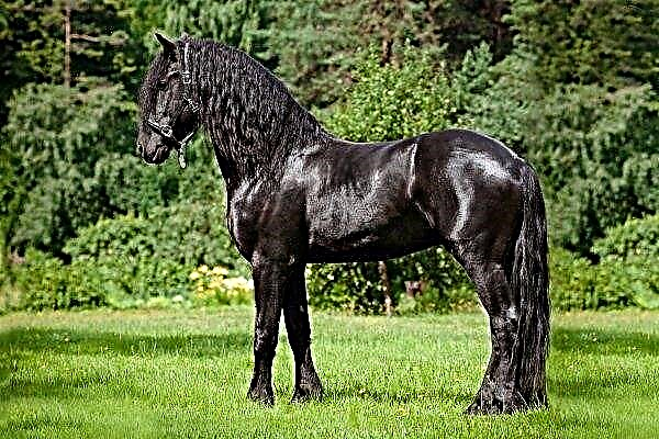 Cavalo Friesian: características de aparência, caráter e conteúdo