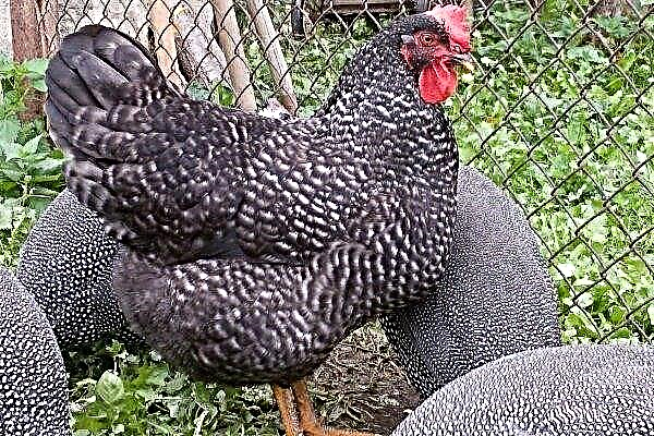 Funktioner ved at holde og avle kirgisiske grå kyllinger