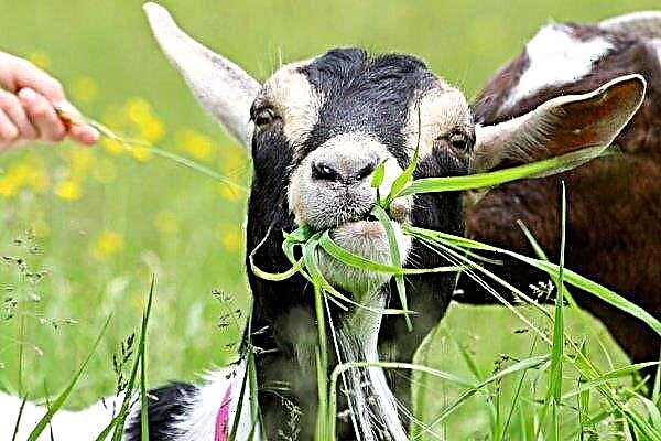 تغذية الماعز المنزلي: ماذا تأكل ، أنواع الطعام وقواعد التغذية