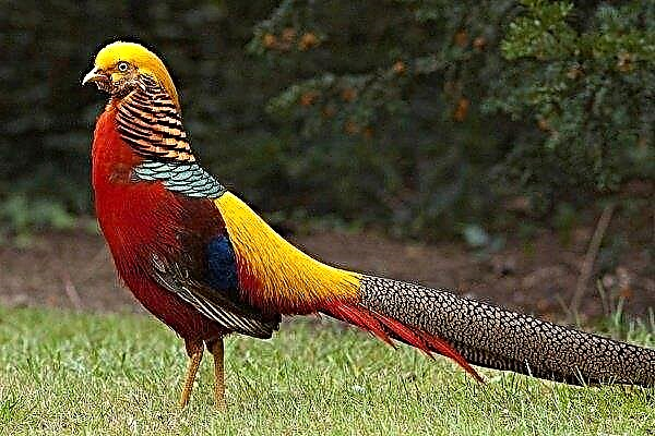 Golden pheasant - how to breed and keep a bird in captivity?