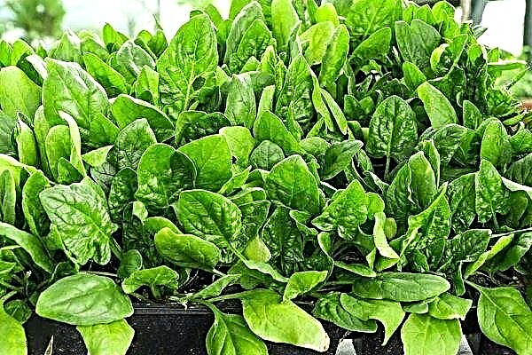 How to grow spinach at home on the windowsill?
