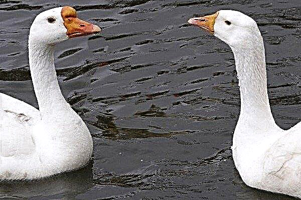 By what signs can a gander be distinguished from a goose?