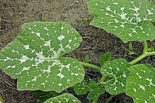 Cucumber leaves turn white: causes and methods for their elimination
