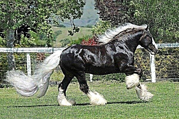 Cigánsky ťažný kôň (Tinker): opis, vlastnosti, starostlivosť, údržba a účel