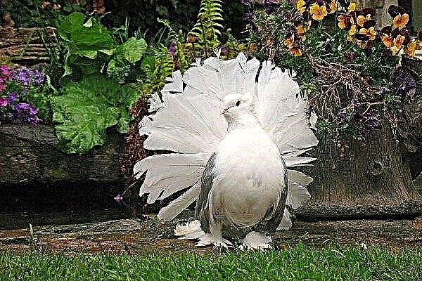 TOP 20 des pigeons les plus beaux et les plus insolites du monde