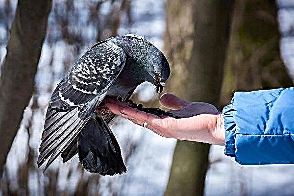 Aperçu des races de pigeons les plus populaires