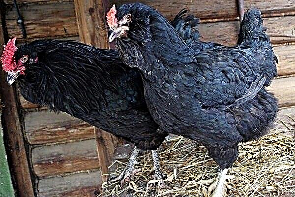 الدجاج الملتحي الأسود (جالان): خصائص وخصائص تربية وتربية
