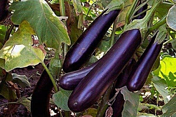 Variété d'aubergine Khalif: caractéristiques de la culture et des soins
