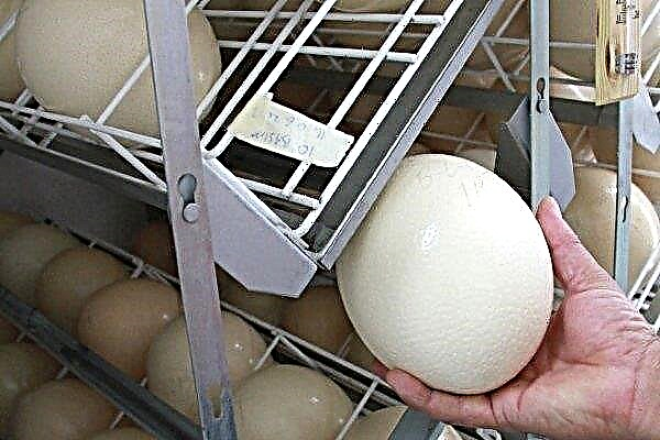 Rules and features of incubation of ostrich eggs