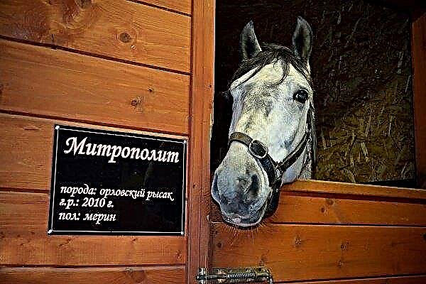 ألقاب جميلة للخيول: ما هو أفضل اسم للحصان؟
