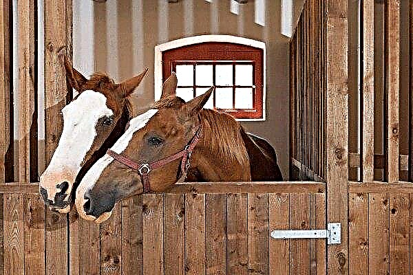 Comment bien entretenir et soigner les chevaux?