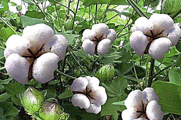 Plantar, cultivar e cuidar de algodão (algodão)