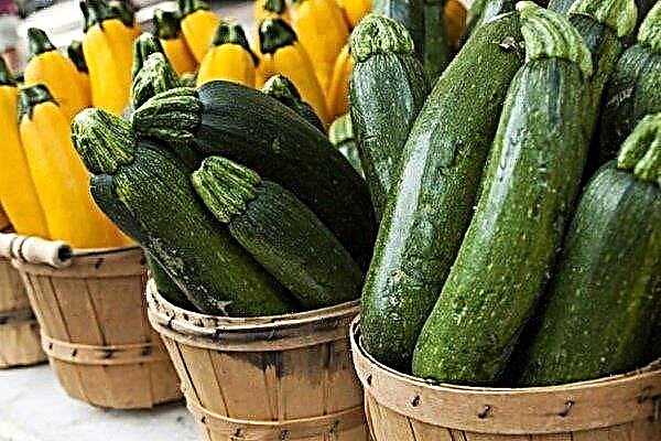 Overview of the best varieties of zucchini for indoor and outdoor use