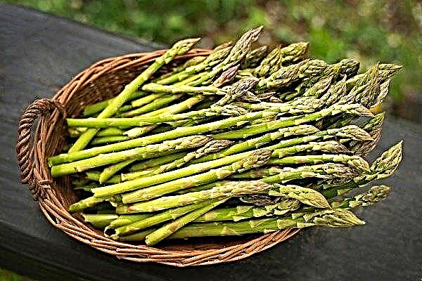 Asparagus: the subtleties of growing vegetables