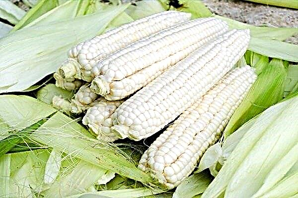 How to grow white corn?