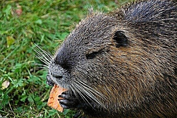 What and how to feed nutria?