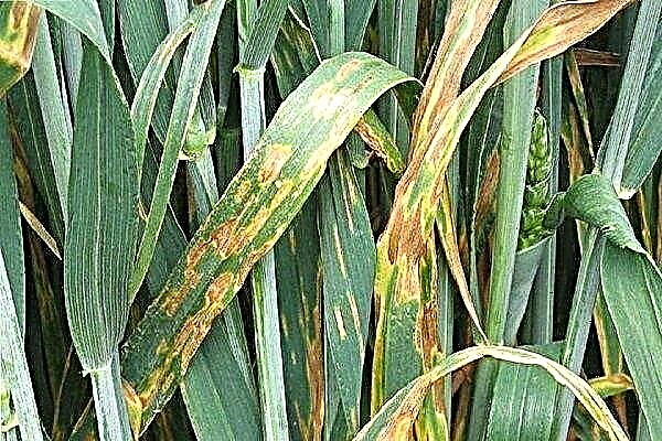 What diseases and pests of oats exist and how to deal with them?