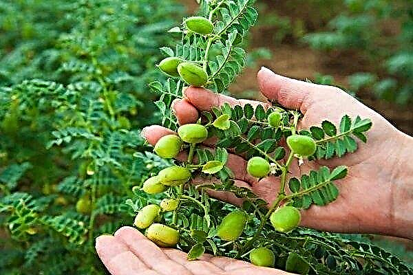 How to grow chickpeas?