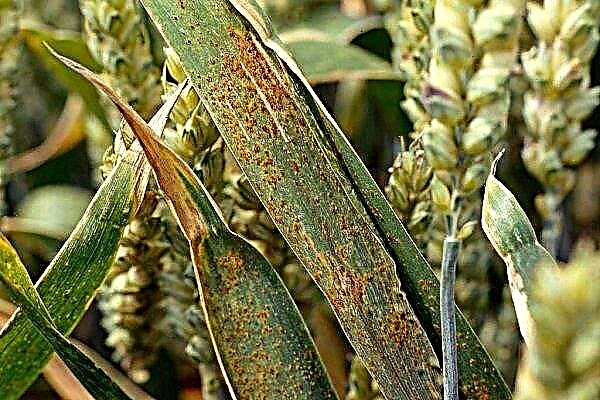 Major diseases and pests of wheat