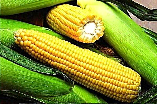 ¿Cómo cultivar maíz dulce Gourmand?