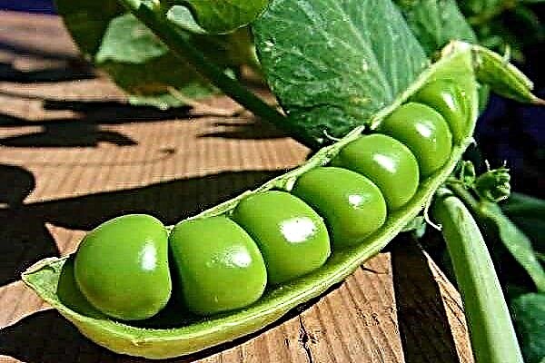 The best varieties of peas by type