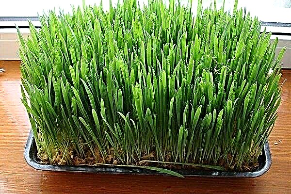 How to grow or sprout oats at home?