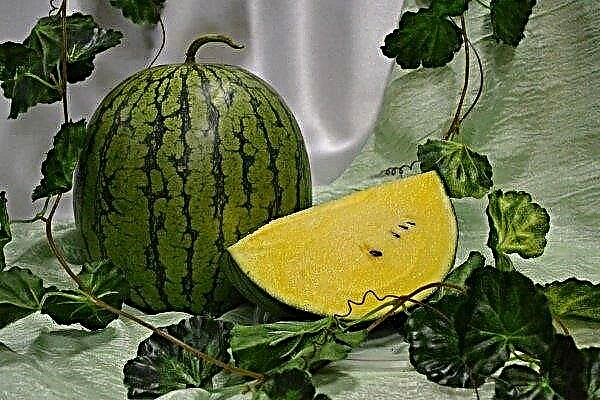Yellow watermelon: a description of the berry and the rules for growing it