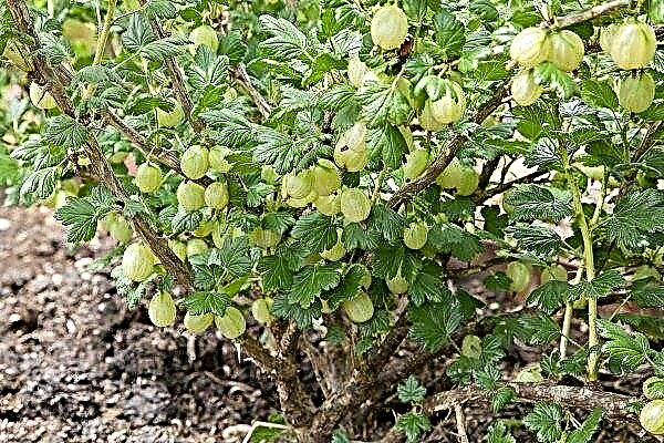 How to care for gooseberries in the fall after harvest?
